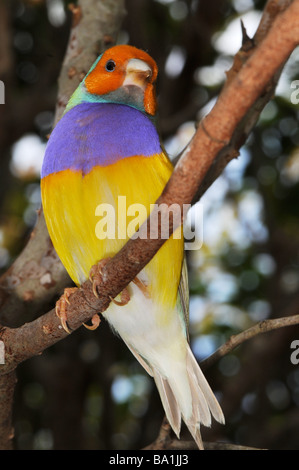 Prachtfinkenart Finch, Erythrura Gouldiae (oder Chloebia Gouldiae), auch als Lady Prachtfinkenart Finch, Goulds Finch oder Regenbogen Finch Stockfoto