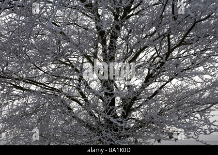 Im Januar in Dorset, Großbritannien, war der Baum mit Heiserfrost bedeckt – Frost auf einem Baum, Frost auf einem Baum Stockfoto