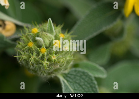 Jerusalem Salbei Phlomis Fruticosa, Labiatae, Latium, Rom, Italien Stockfoto