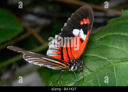 Postbote Schmetterling, Heliconius melpomene Stockfoto