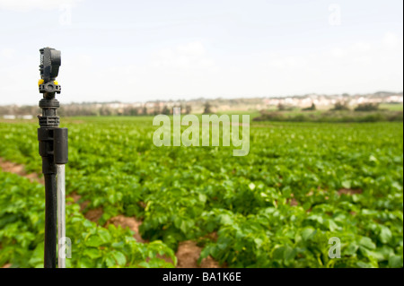 Israel-Sharon-Bezirk A Sprinkler in einem Kartoffelfeld Stockfoto