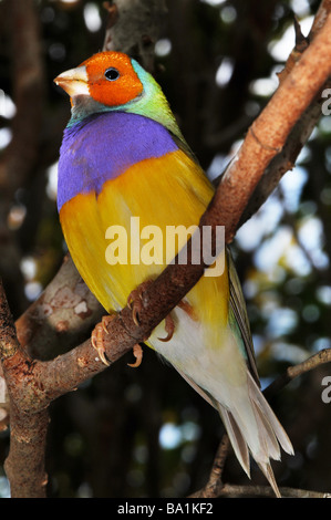 Erythrura Gouldiae (oder Chloebia Gouldiae), auch bekannt als die Dame Prachtfinkenart Finch, Goulds Finch oder Regenbogen Finch Stockfoto