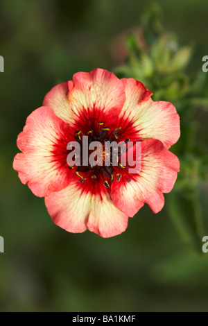 Fingerkraut Potentilla Nepalensis Miss Willmott Stockfoto