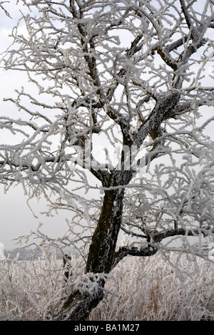 Im Januar in Dorset, Großbritannien, war der Baum mit Heiserfrost bedeckt – Frost auf einem Baum, Frost auf einem Baum Stockfoto