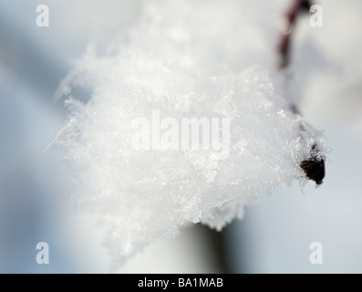 Schöne glänzende Raureif auf Zweig (Makro) Stockfoto