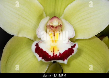 Nahaufnahme des Zentrums der Orchidee Cymbidium Stockfoto