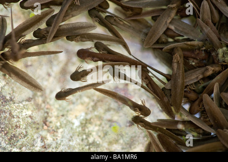 Frisch geschlüpften Kaulquappen der Grasfrosch, Rana Temporaria, Kiemen zeigen. UK Stockfoto