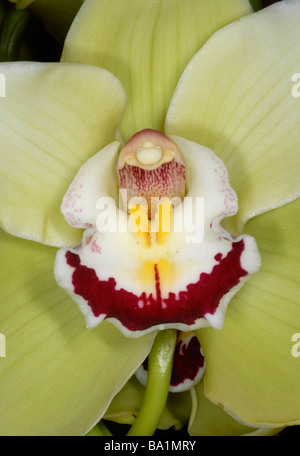 Nahaufnahme des Zentrums der Orchidee Cymbidium Stockfoto