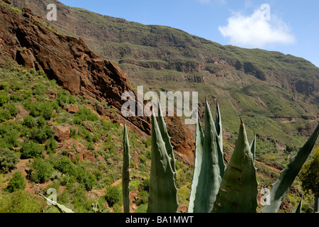 Eine schöne Aussicht auf den Barranco de Guayadeque, Guayadeque Schlucht, Gran Canaria, Kanarische Inseln, Spanien, Europa. Stockfoto