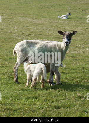 Mutterschaf mit Lämmern, Ovis Aires. Stockfoto