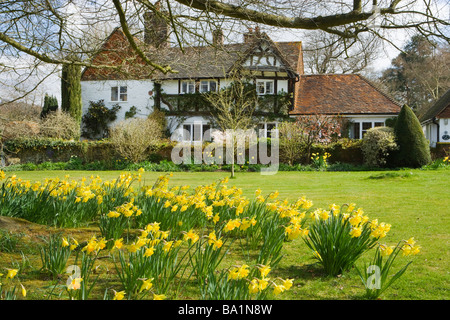 Ferienhaus und Narzissen. Shamley Green, Surrey, UK Stockfoto