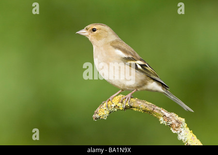 Weibliche Buchfink auf Flechten bedeckt branch Stockfoto