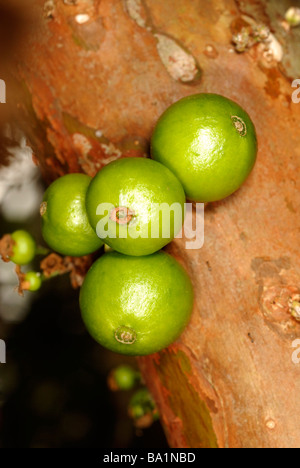 Jaboticaba Früchte, Myrciaria Cauliflora.  Stammt aus Südamerika und für Gelees, Weine und Schnäpse Stockfoto