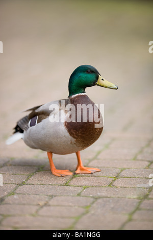 Stockente Drake - Anas platyrhynchos Stockfoto