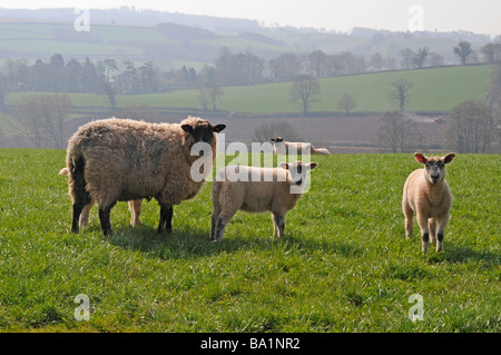 EWE und Lämmer genießen die Frühlingssonne im mittleren Devon Stockfoto