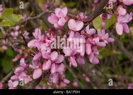 Judasbaum Cercis Siliquastrum, Albero di Giuda, Fabaceae, Roma, Lazio, Italien Stockfoto