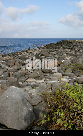 Espanola Insel aka Haube, Galapagos-Archipel, Ecuador, Südamerika Stockfoto