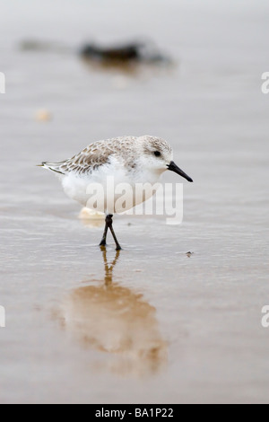 Sanderling Calidris alba Stockfoto