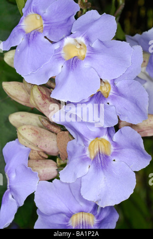 blaue Blume, Nahaufnahme Stockfoto