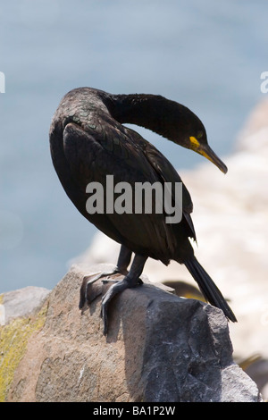 Shag Phalacrocorax aristotelis Stockfoto