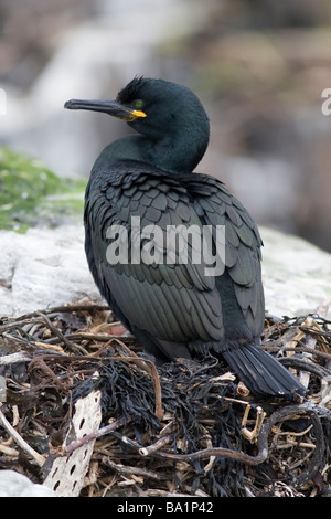 Shag Phalacrocorax aristotelis Stockfoto