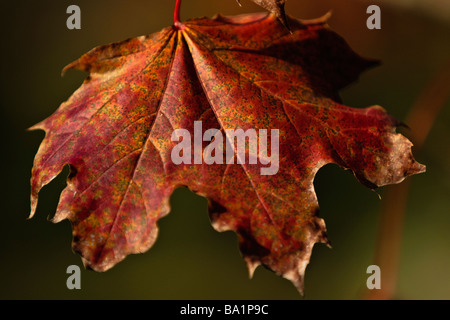 rotes Ahornblatt Stockfoto