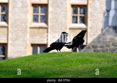 Ravens auf den Tower of London, England, UK Stockfoto