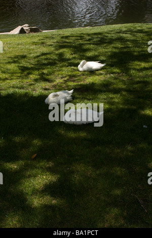 Drei ruhende Enten am Cal State Stanislaus Stockfoto