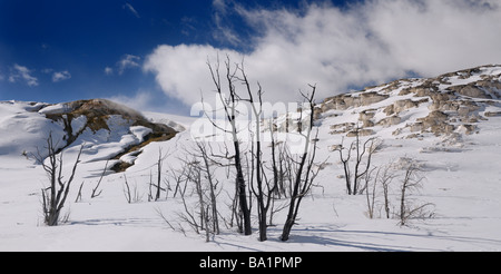 Panorama von toten Bäumen am aktiven Jupiter und ruhigen Hügel Terrasse am Mammoth Hot Springs Yellowstone Nationalpark Wyoming USA Stockfoto