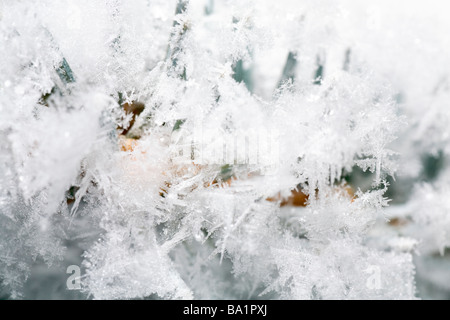 Schöne glänzende Raureif auf Zweig (Nahaufnahme) Stockfoto