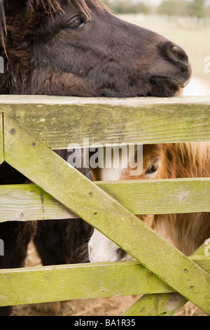 Zwei Shetland-Ponys an einem Tor Stockfoto