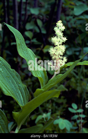 Salomonssiegel False aka False Narde (Smilacina Racemosa oder Maianthemum Racemosum) Stockfoto