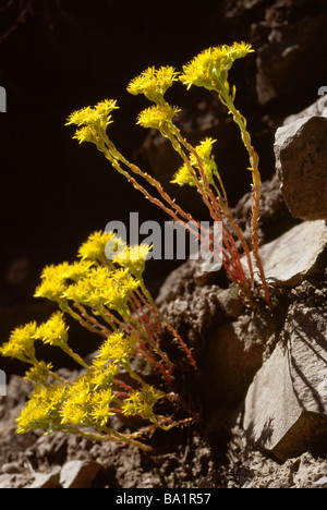 Breitblättrigen Fetthenne (Sedum Spathulifolium) Wildblumen blühen in British Columbia Kanada Stockfoto