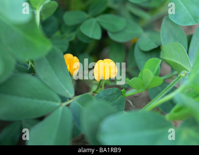 Gelbe Erdnuss Blume blühen im Garten Stockfoto