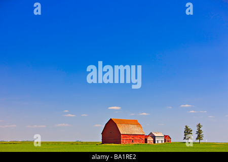 Roten Scheunen mitten in einem großen flachen Feld in der Prärie Land der südlichen Saskatchewan Kanada Stockfoto