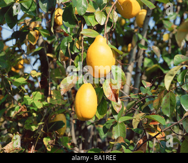 Quitte Fruchtreife auf Baum Stockfoto