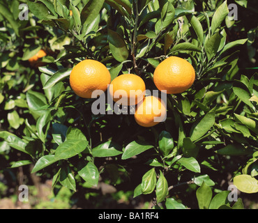 Mandarine auf Baum Stockfoto