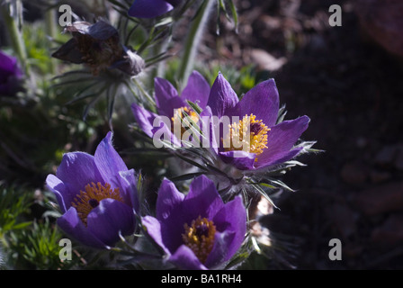 Pasqueflowers im Frühjahr in Colorado, Boulder County, Ausläufern, in der Nähe von Boulder Stockfoto