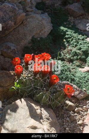 Claret Cup Kaktus Blüte Echinocereus triglochidiatus Stockfoto