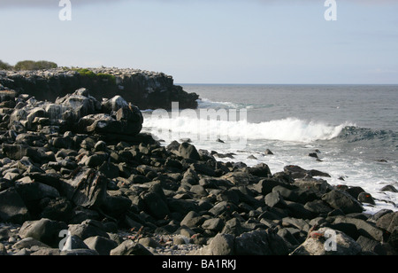 Espanola Insel aka Haube, Galapagos-Archipel, Ecuador, Südamerika Stockfoto