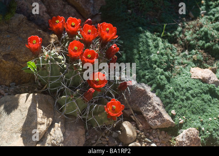 Claret Cup Kaktus Blüte, Echinocereus Triglochidiatus, dieser Kaktus wächst wild im Südwesten, aber in diesem Garten Foto angebaut Stockfoto