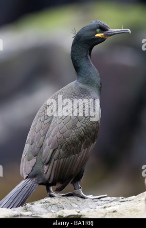 Shag Phalacrocorax aristotelis Stockfoto