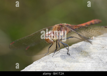 Männliche gemeinsame Darter (Sympetrum Striolatum) Libelle thront auf einem Ast, Kent, UK Stockfoto