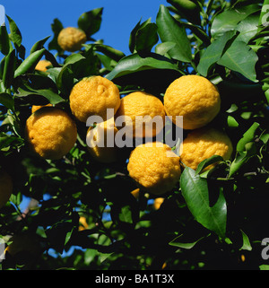 Orangen wachsen auf Orangenbaum Stockfoto