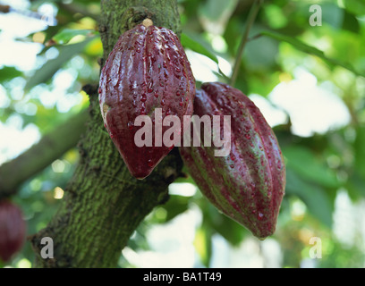 Kakao-Pods mit Wassertropfen auf Baum Stockfoto