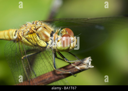 Weibliche gemeinsame Darter (Sympetrum Striolatum) Libelle thront auf einem Ast, Kent, UK Stockfoto