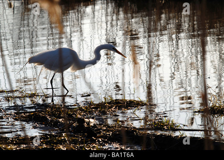 snowy egret looking for an early morning meal Stockfoto