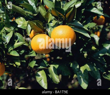 Mandarine auf Baum Stockfoto