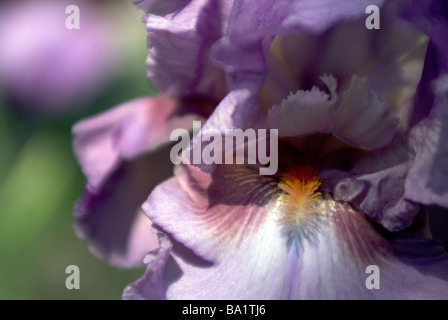 Iris Detail in voller Blüte Stockfoto