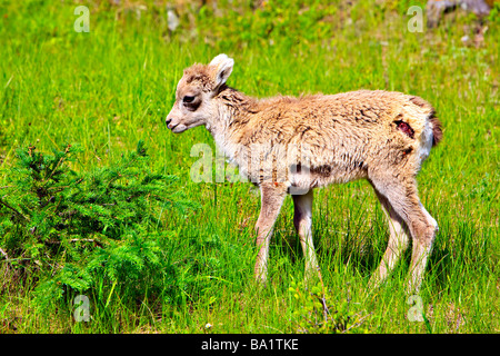 Bighorn Schafe Lamm Ovis Canadensis entlang der Lake Minnewanka Loop Road Banff Nationalpark Alberta Kanada Stockfoto